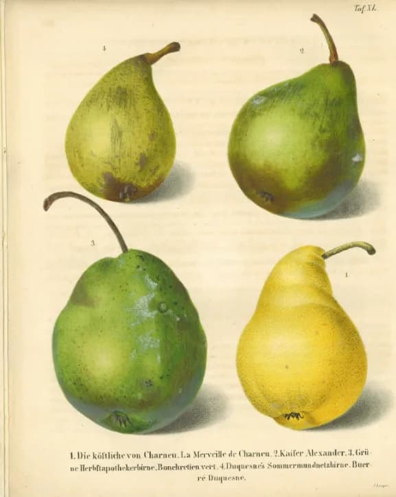 Dobová pomologická kresba (ilustračná): hrušky