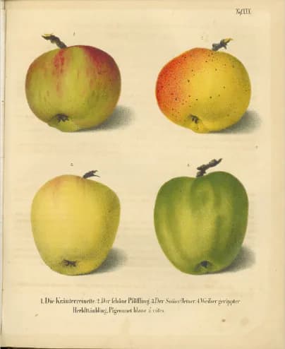 Dobová pomologická kresba (ilustračná): jablone