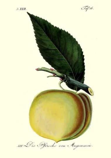 Dobová pomologická kresba (ilustračná): marhule