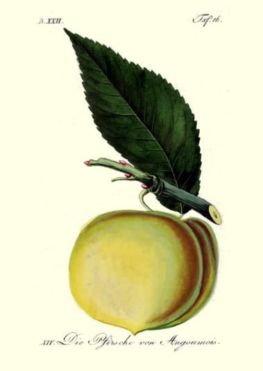 Dobová pomologická kresba (ilustračná): broskyne