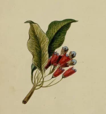 Ilustračná botanická kresba: Kvet