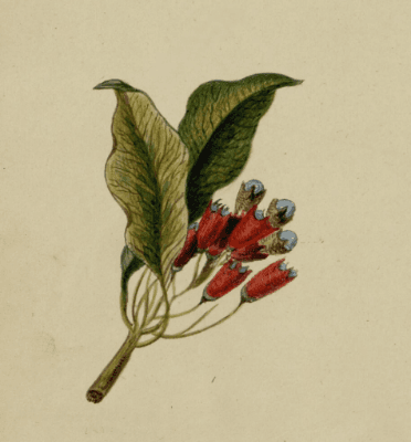 Ilustračná botanická kresba: Kvet